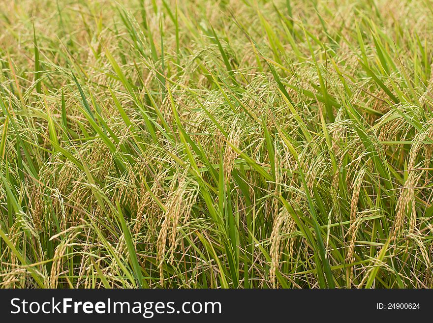 Rice plant in the morning in thailand