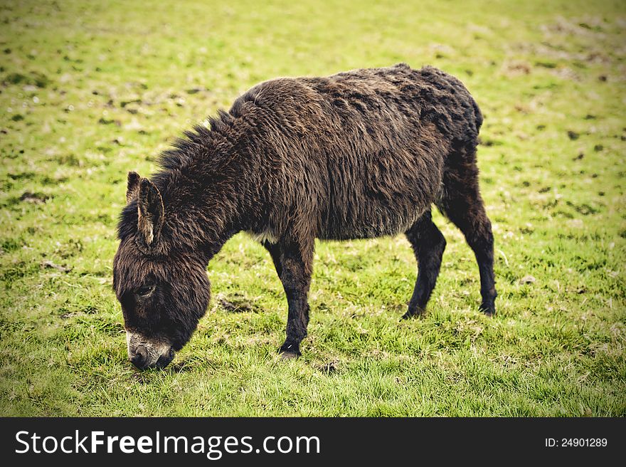 Donkey in meadow in profile. Nice photograph of animal. Donkey in meadow in profile. Nice photograph of animal.