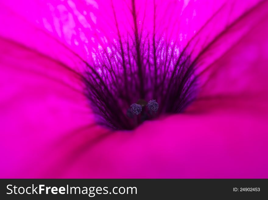 Closeup of purple morning glory flower . Closeup of purple morning glory flower .