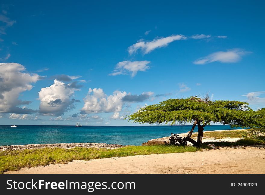 Divi-Divi Tree Of Aruba. Sky. Ocean. Tropics.