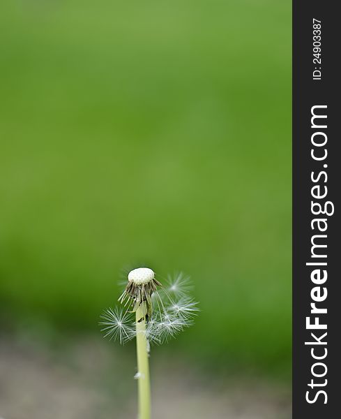 Close up of a dandelion with blurry background with a text copy space