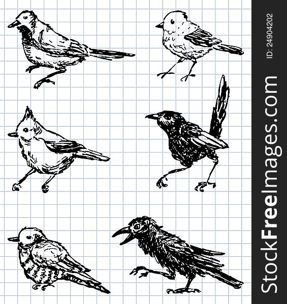 Vector drawing of a different birds. Vector drawing of a different birds.