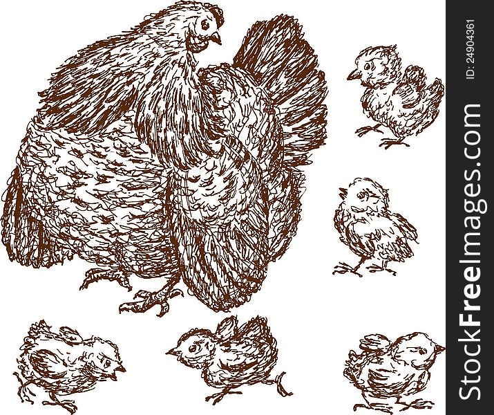 Vector drawing of a hen with a chickens. Vector drawing of a hen with a chickens.