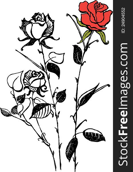 Vector image of a three roses.