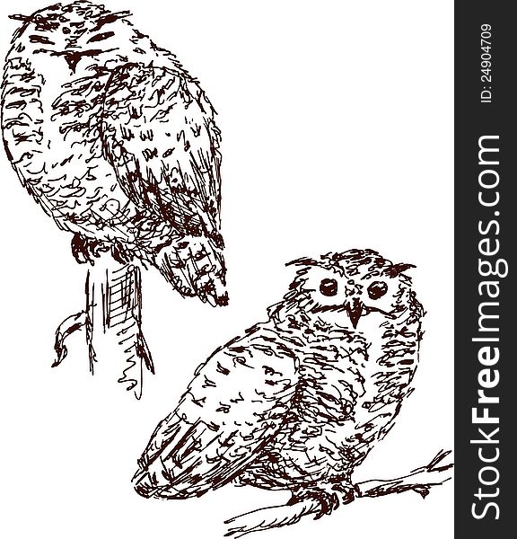 Two Owls