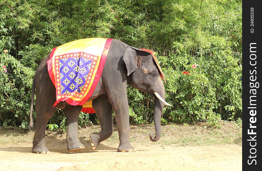 Elephant show, in Nakhon Pathom Province, Thailand.