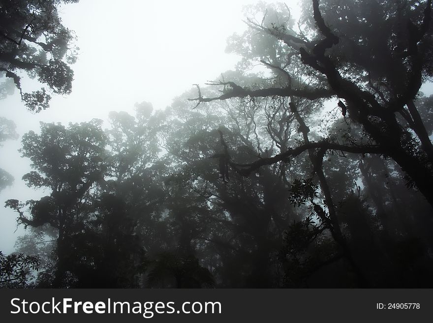 Fog in the middle of Gede Mountain National Park, West Java, Indonesia. Fog in the middle of Gede Mountain National Park, West Java, Indonesia.