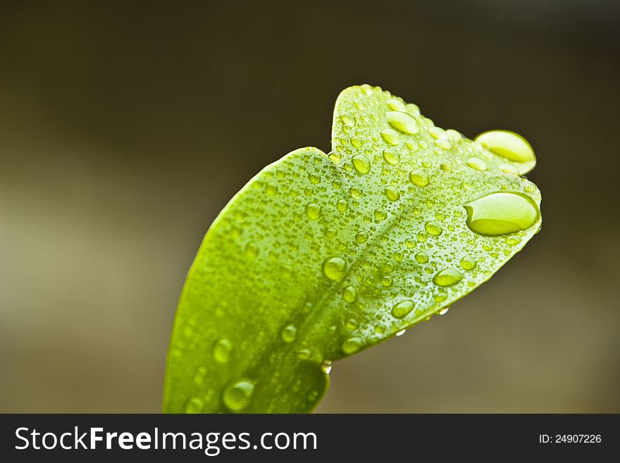 A lot of crystal-clear rain drops leave on the leaf after the rain. A lot of crystal-clear rain drops leave on the leaf after the rain