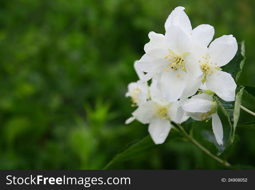 Jasmine flowers with green background