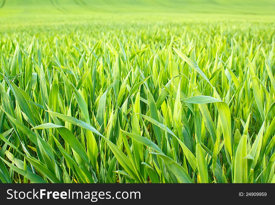 Spring organic green spring grains for background