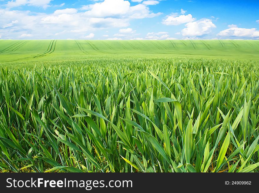 Spring landscape with green field and blue sky with clouds