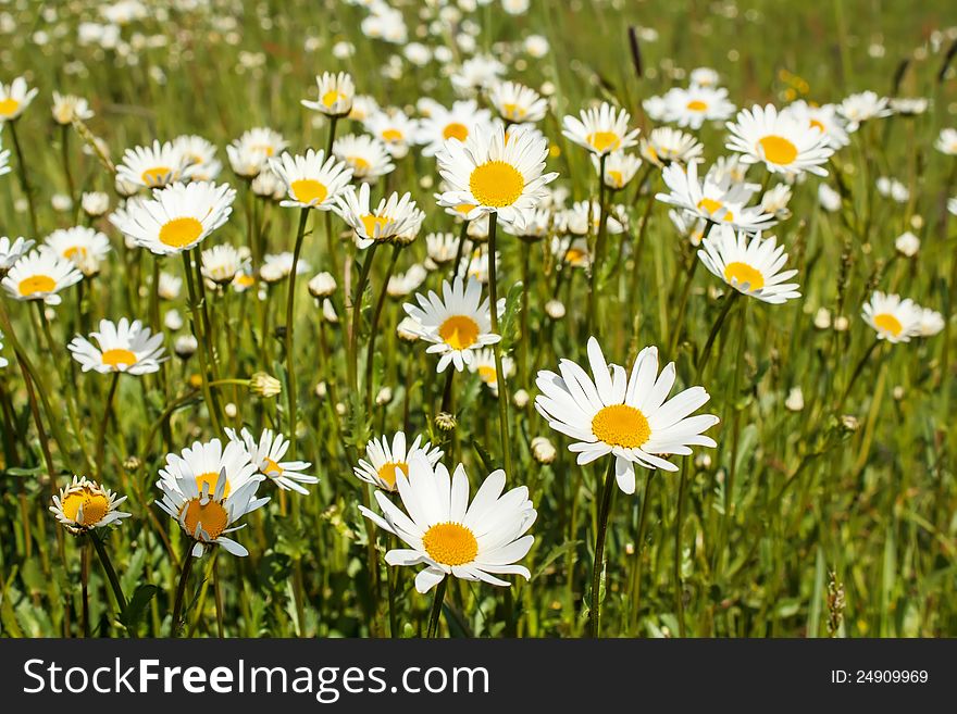 White Marguerite Flowers