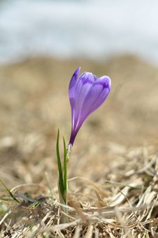 Spring Crocus Stock Images Spring Crocus Stock Images