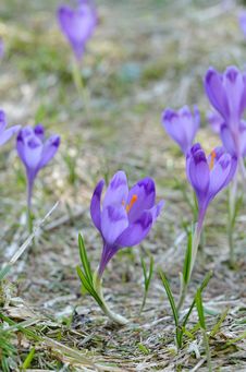 Crocus, Spring In Mountains Royalty Free Stock Photography