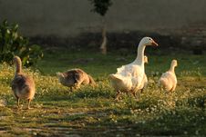 Geese Family Stock Photo Geese Family Stock Photo