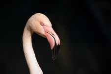 Pink Flamingo Royalty Free Stock Images