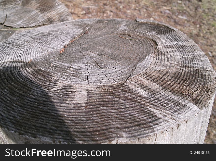 Wood trunks in a forest