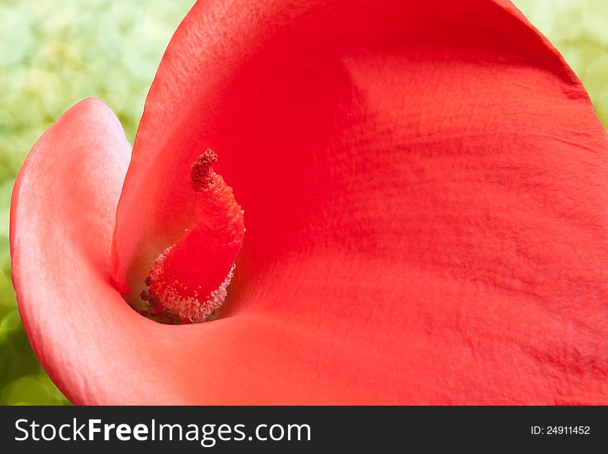 Red Calla Lily  In Closeup