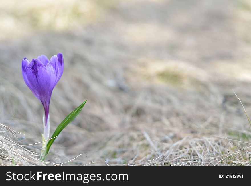 Blossoming crocus. Early spring flower