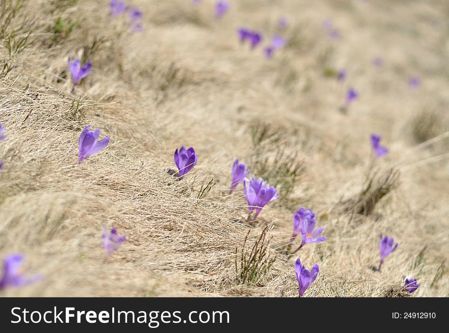 Springtime is the moment for this purple flower. Crocus