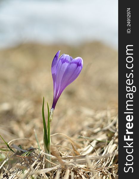 Spring blossoming crocus in grass. Spring blossoming crocus in grass