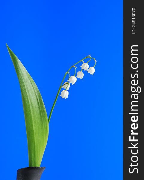 Lily-Of-The-Valley On Blue