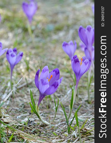 Crocus, spring in mountains in forest