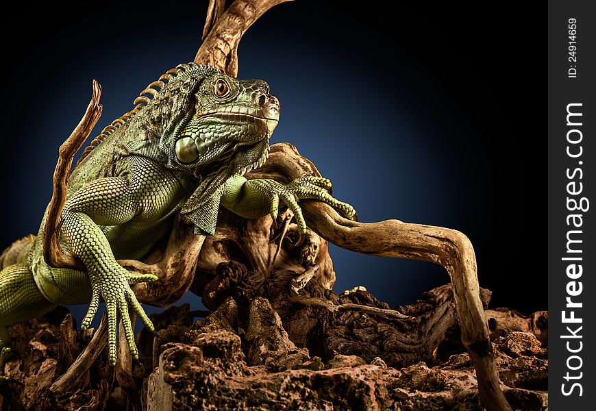 A green iguana on a tree branch. A green iguana on a tree branch.