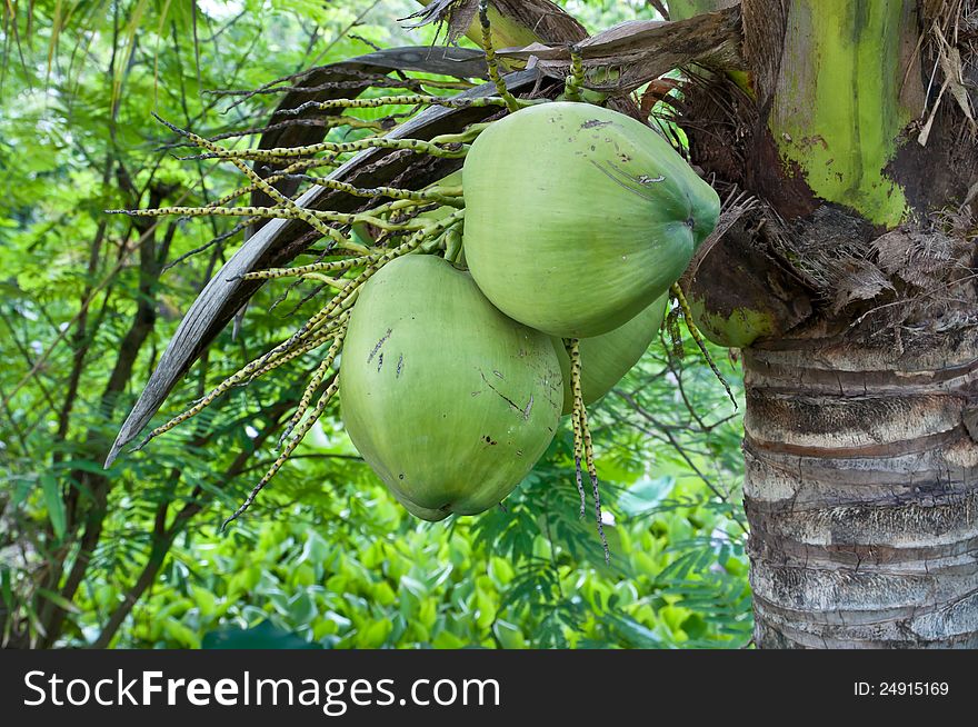 Some green coconut in the tree. Some green coconut in the tree