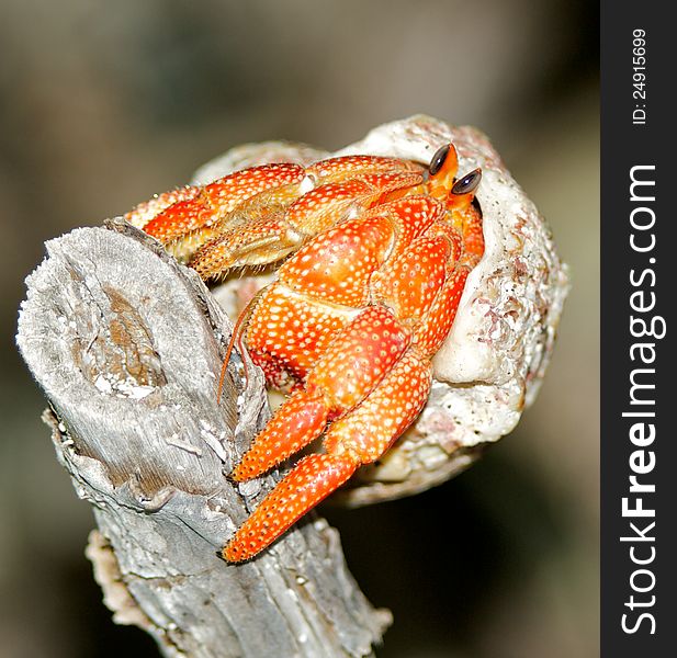 Hermit crab in his shell on wooden stack close up