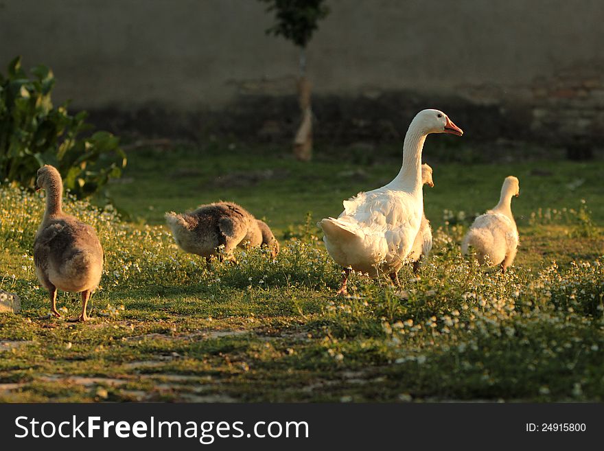 Domestic geese family in natural, idyllic surroundings.