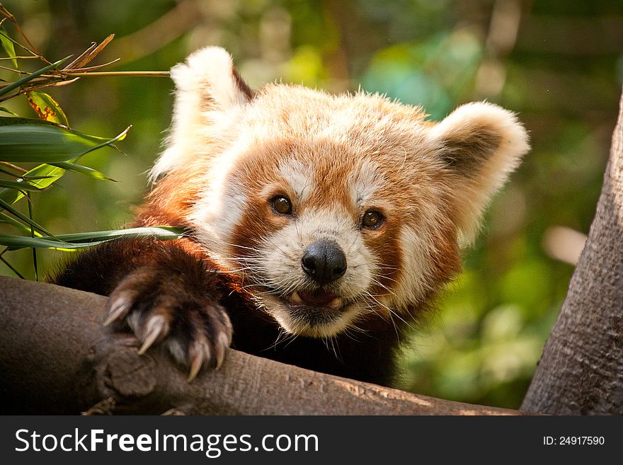 Red Panda in a tree's portrait. Red Panda in a tree's portrait.