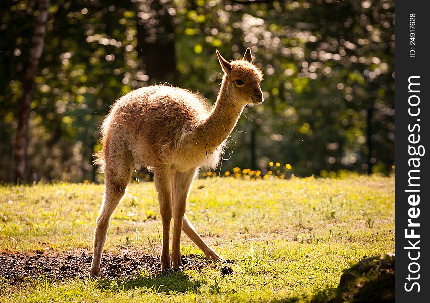 Llama alpaca need to maintain exercise.