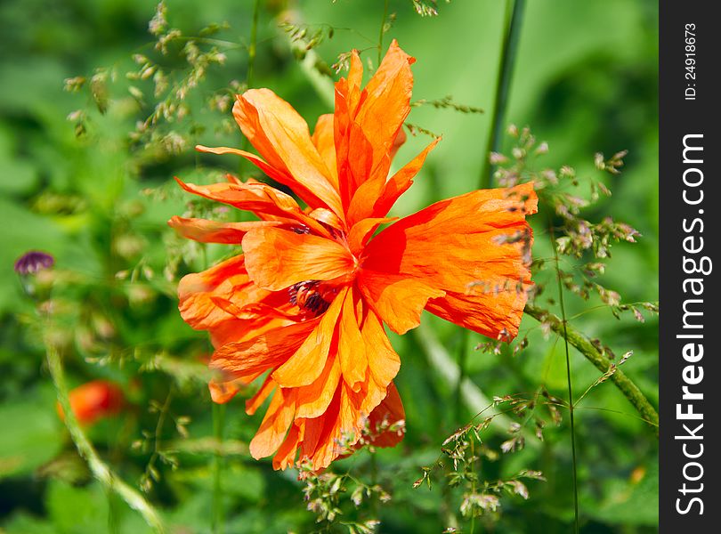 Orange poppy, place for your content