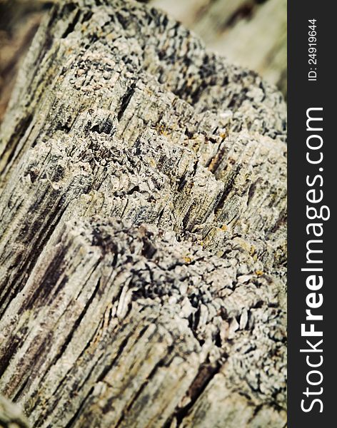 Wooden texture for photo-manipulation or for ecology or geology purposes