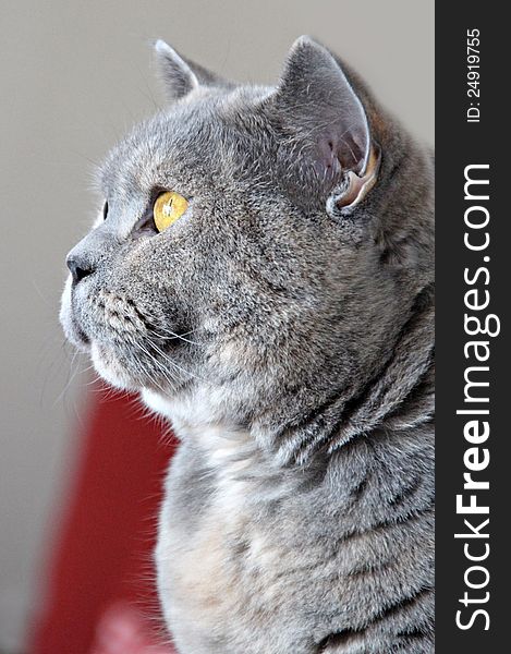 Photo of a pretty pedigree british shorthair cat keeping a close eye on the birds outside!. Photo of a pretty pedigree british shorthair cat keeping a close eye on the birds outside!