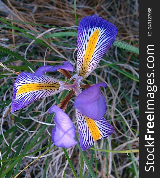 Wild Flower In The Grass.