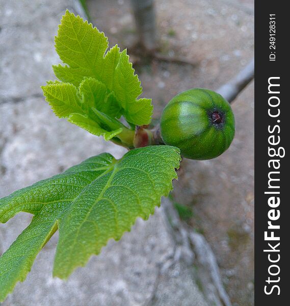 The early fruit of the fig tree.