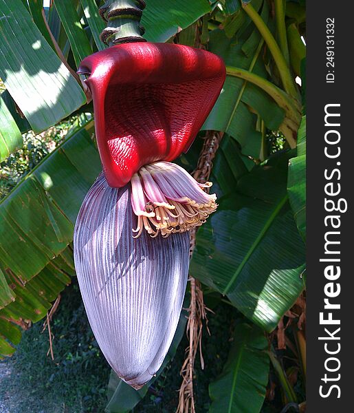 Banana Flower On A Green Tree.