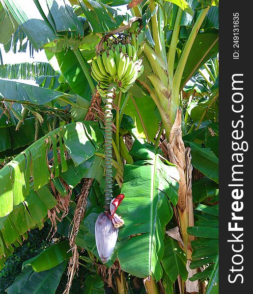 Green bananas on a tree with a flower.