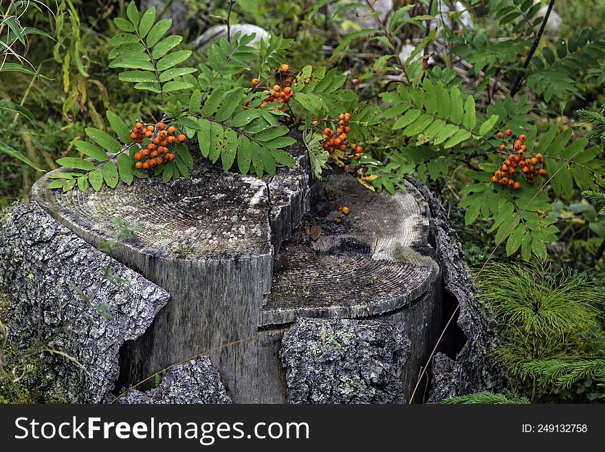 Autumn Berries In The Swedish Woods