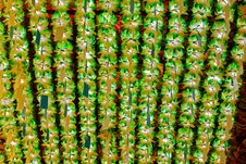 Colorful Lanterns In Buddhist Temple Royalty Free Stock Photography Colorful Lanterns In Buddhist Temple Royalty Free Stock Photography
