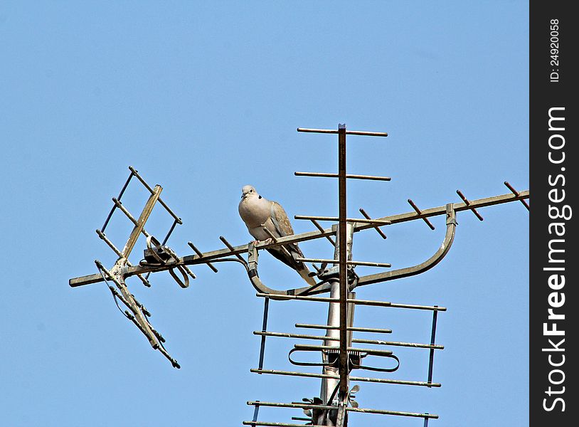 Photo of a collared dove perching on top of a tv aerial. Photo of a collared dove perching on top of a tv aerial.