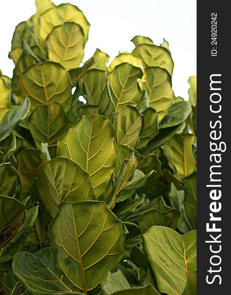 Large leaves of a Ficus lyrata. Large leaves of a Ficus lyrata.