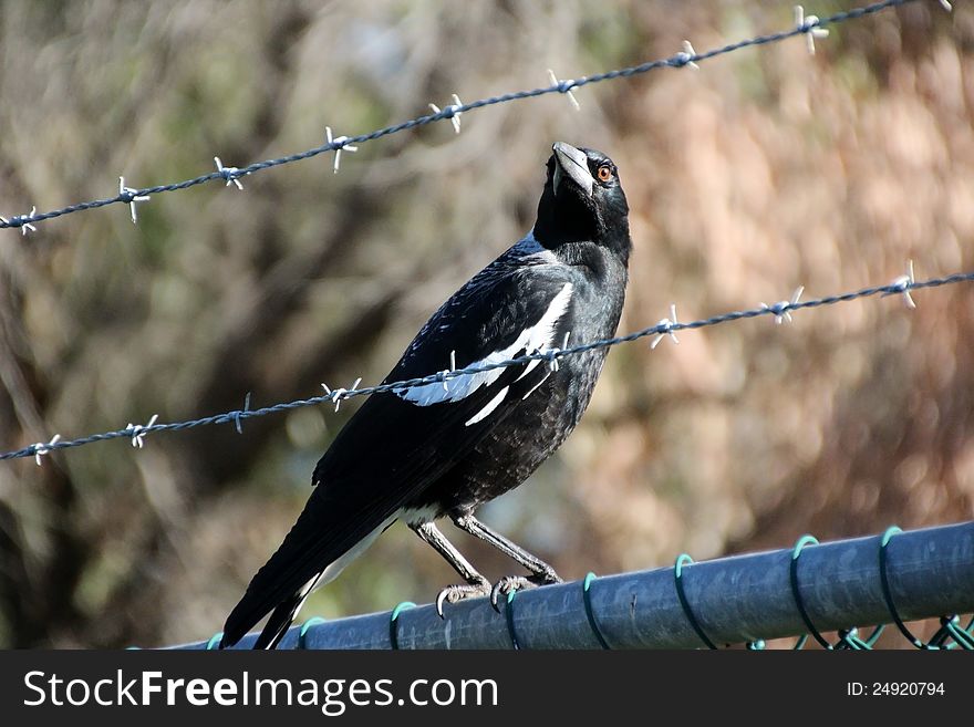 Australian Magpie  On Fence