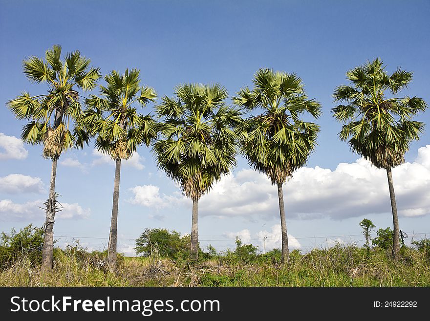 Five Sugar Palm Trees.