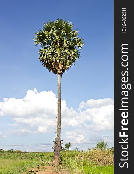 Sugar palm on a mound of rice paddy, which is an elegant one. Sugar palm on a mound of rice paddy, which is an elegant one.