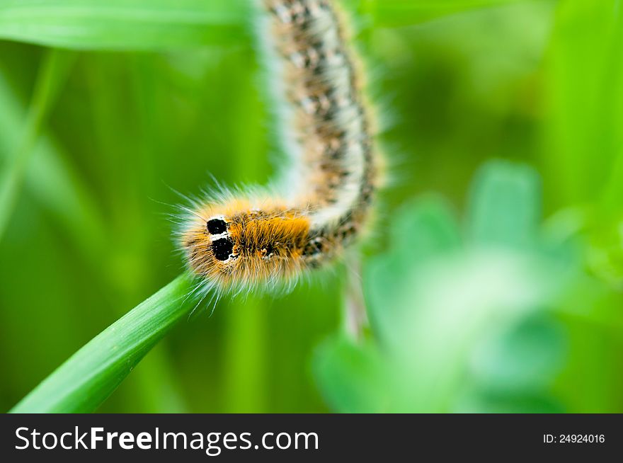 Caterpillar On Green Leaf