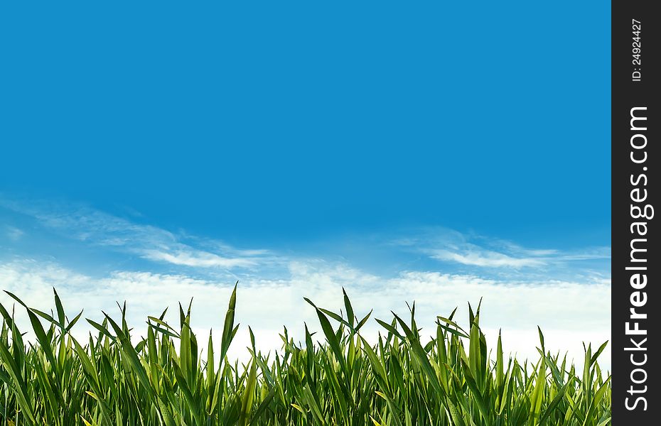 Spring landscape with green grass and blue sky with clouds. Spring landscape with green grass and blue sky with clouds