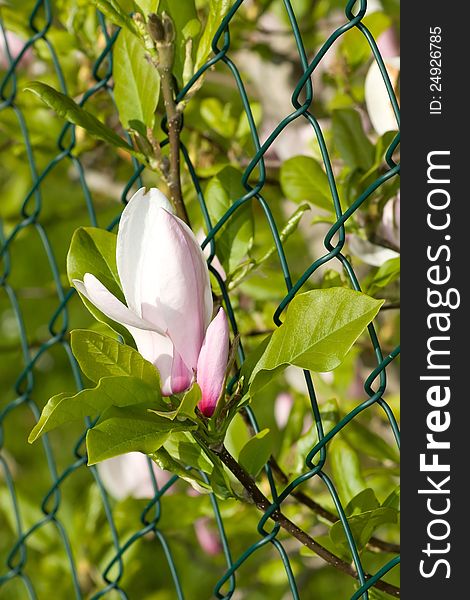 Magnolia flower growing through the fence